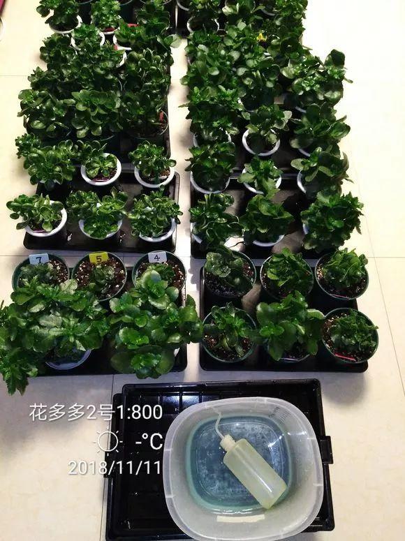 长寿花怎么养才开花（长寿花保姆级养护攻略）
