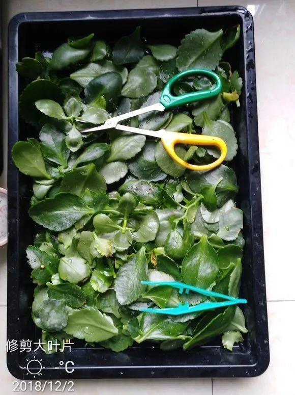 长寿花怎么养才开花（长寿花保姆级养护攻略）