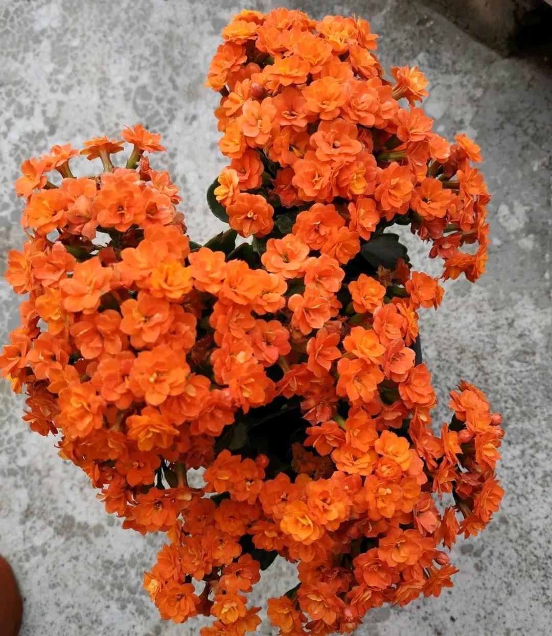 长寿花怎么养才开花（长寿花保姆级养护攻略）