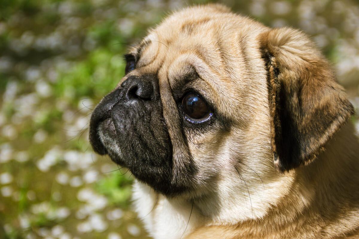 巴哥几个月开始卷尾巴（养巴哥必备：巴哥犬品种特点及护理技巧）