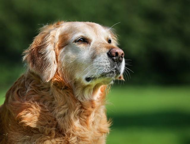 狗狗衰老后会出现哪些症状？（了解如何照顾老年犬的健康指南）