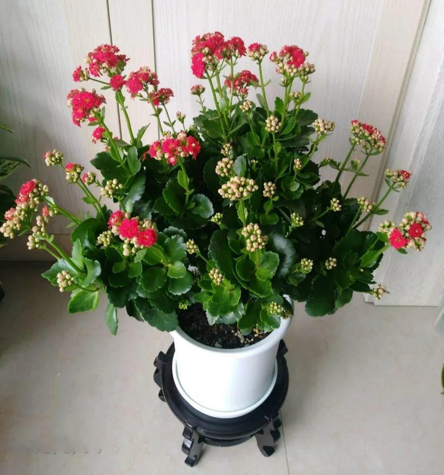 长寿花怎么养才开花（长寿花保姆级养护攻略）