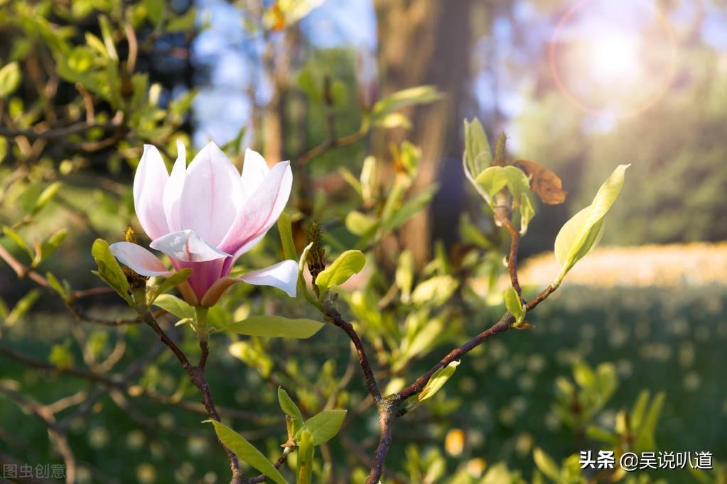 玉兰是先开花还是先长叶（揭秘玉兰先开花后开叶的原因）