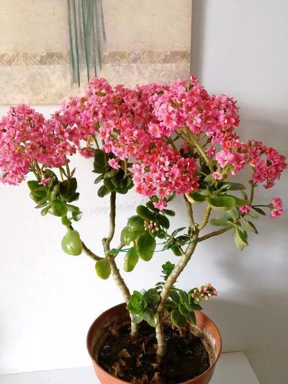 长寿花怎么养才开花（长寿花保姆级养护攻略）