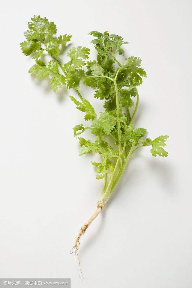 中药材芫荽(香菜)