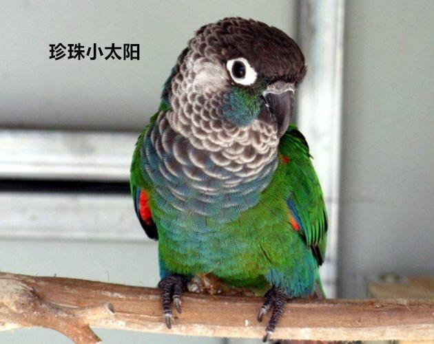 普通小太阳鹦鹉仅200,特色小太阳却要千元,区别到底在哪?