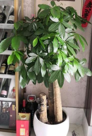 发财树怎样过冬，发财树冬天怎么养才能安全过冬（小花匠教你几个“技巧”）