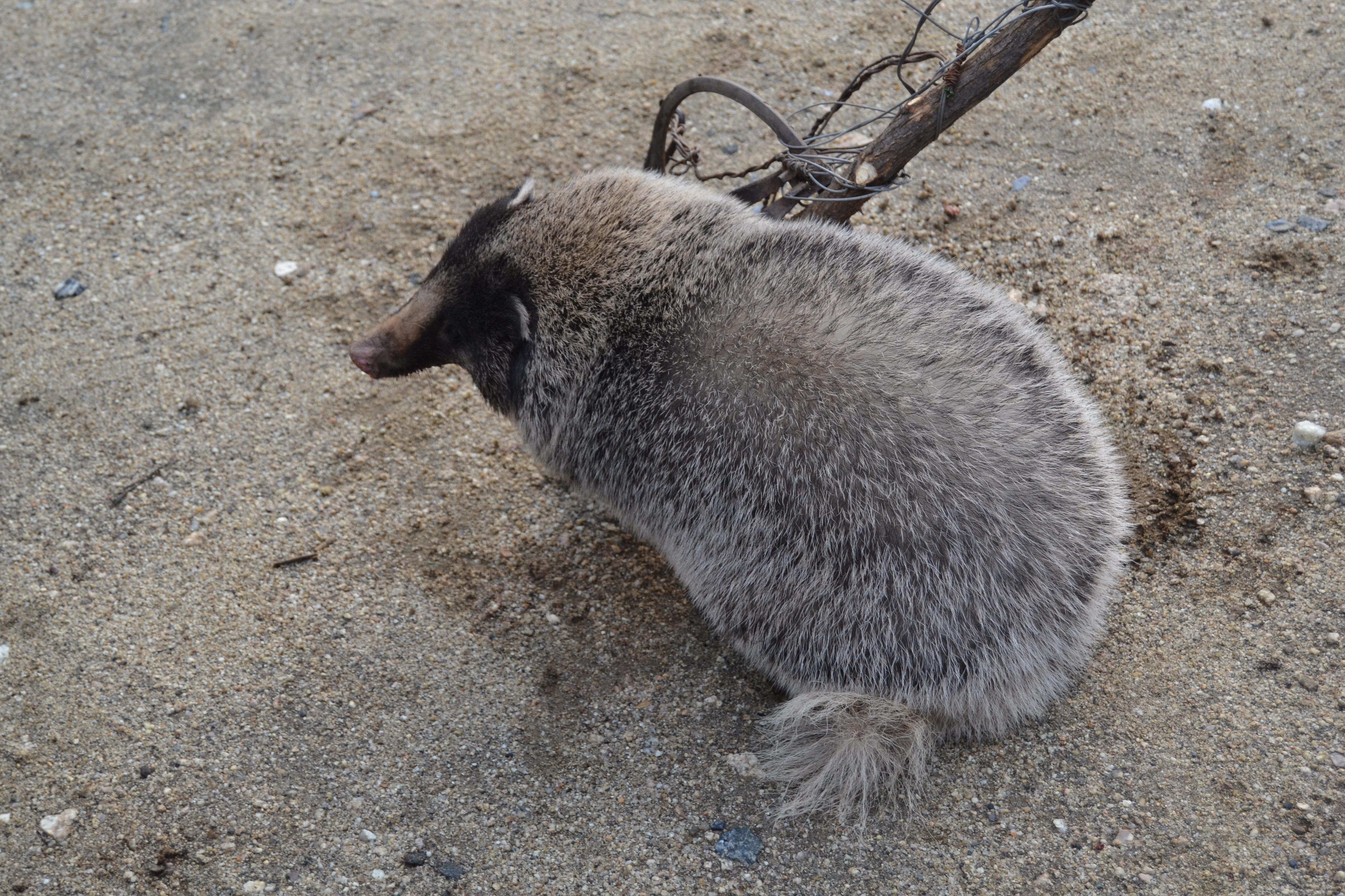 猪獾的肉好吗(猪獾子对人体有何益处)