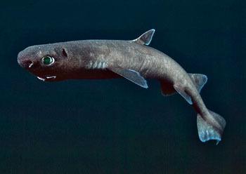 深海皱鳃鲨(什么叫深海皱皱鲨)