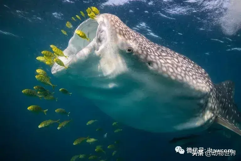 世界上最大的鱼是什么鱼（盘点体型最大的鱼类“鲸鲨”）
