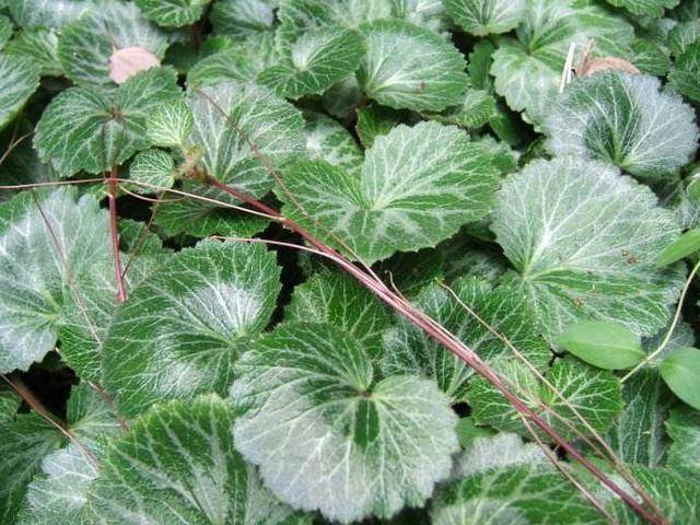 治疗咳嗽的中草药