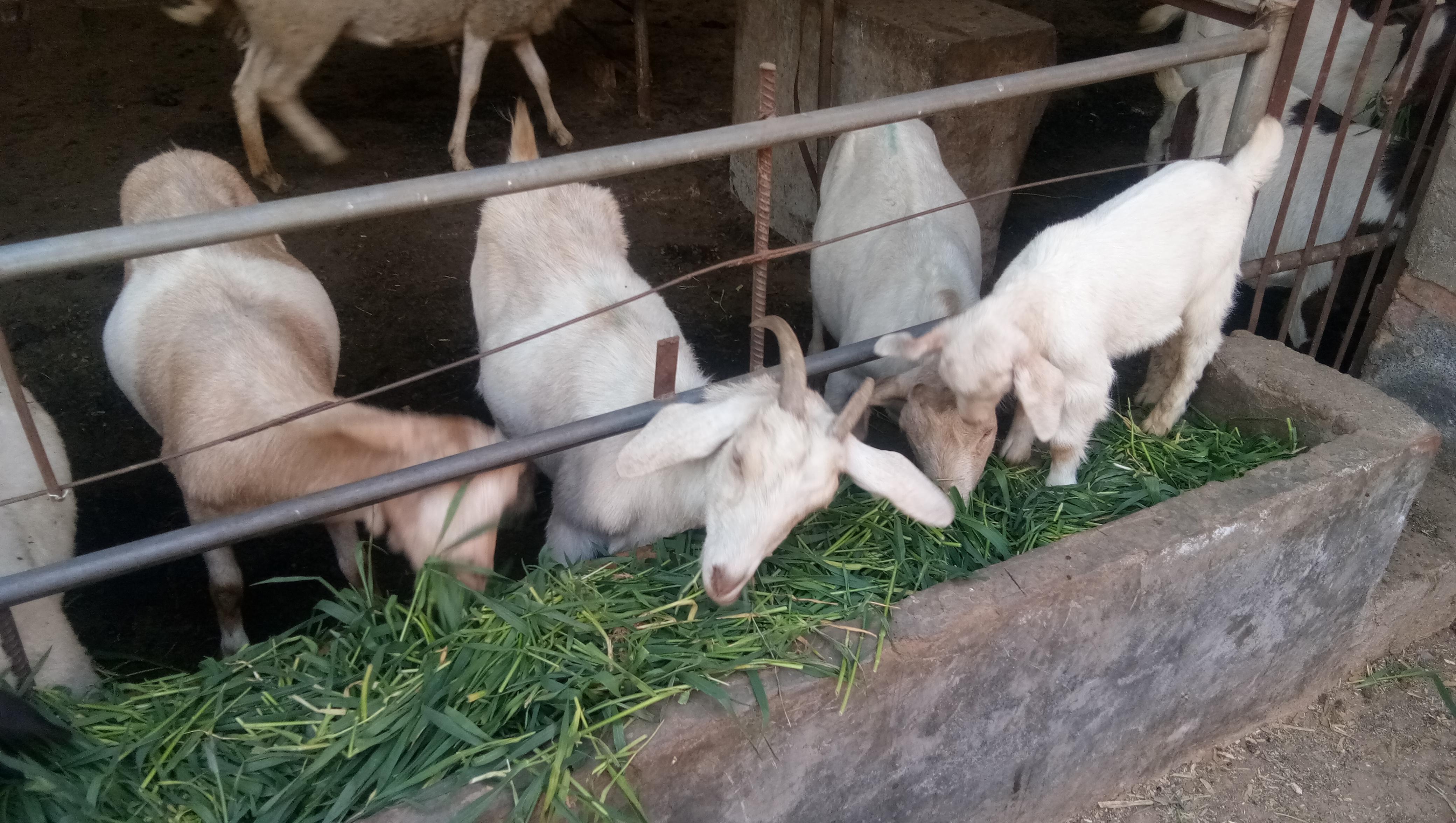 狗喂多少白菜才健康（养狗必备的膳食指南）