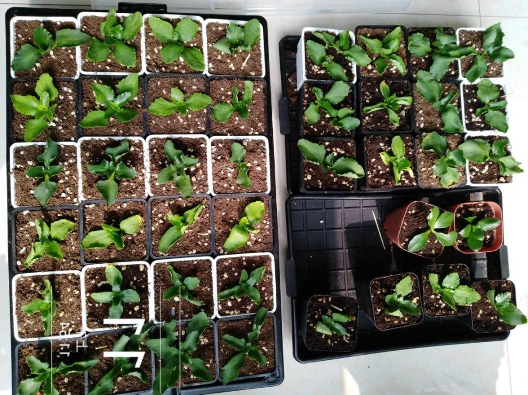 长寿花怎么养才开花（长寿花保姆级养护攻略）