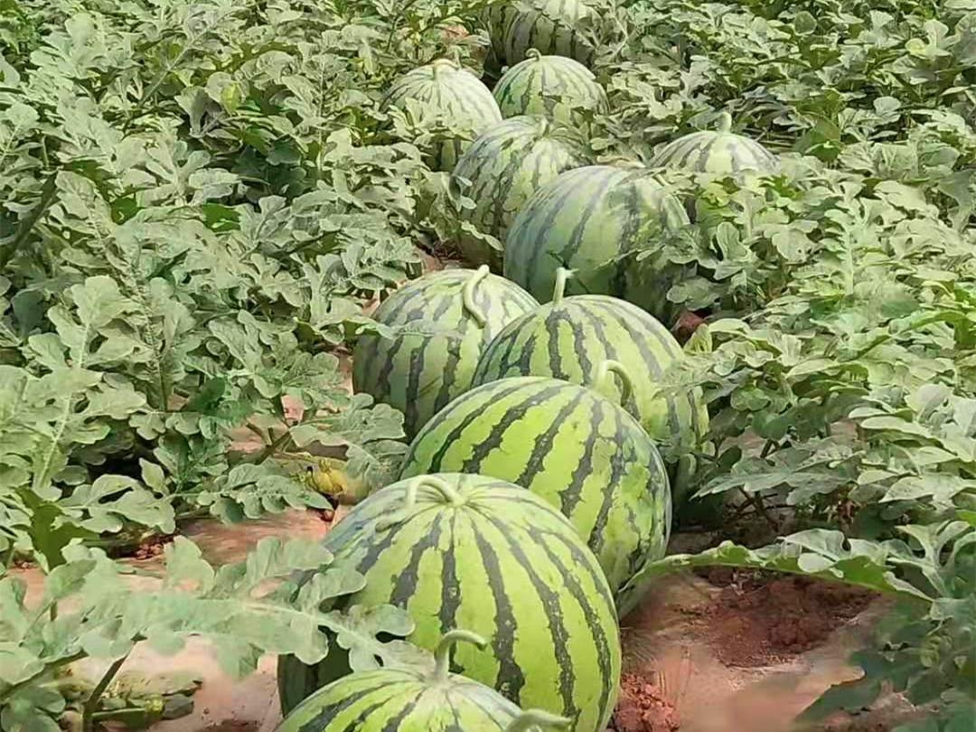 吉甜盛美,是著名的8424西瓜代替品种,美都西瓜的升级换代品种,现在