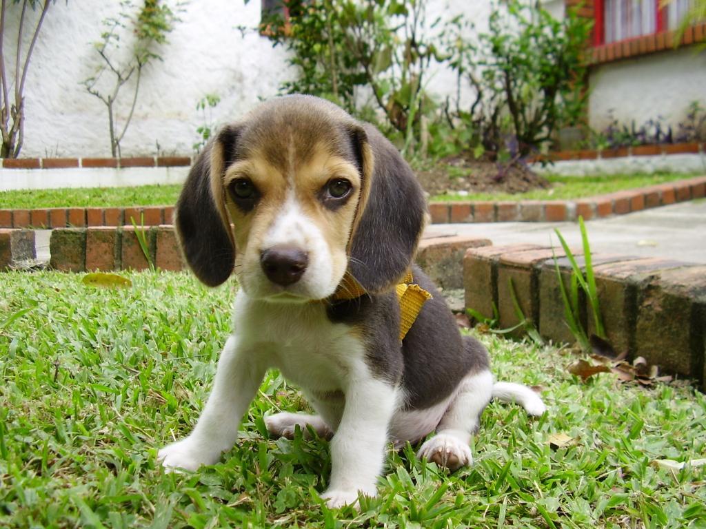 比格犬性格的优缺点全面分析（如何培养比格犬的良好行为习惯）