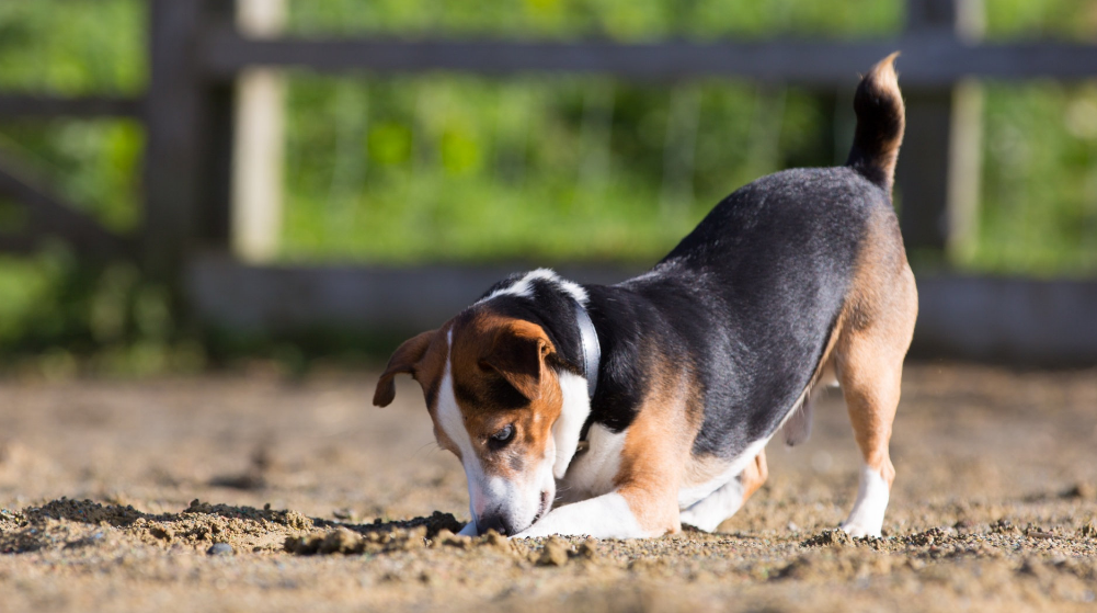 比格犬一天吃多少狗粮 比格犬每天进食量多少