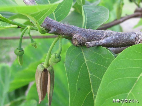 番荔枝種植(番荔枝種子催芽方法)