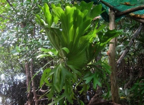 热带雨林植物有哪些（盘点十大热带雨林植物）