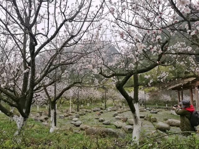 柳岸花明又一村的意思，这26个春天的成语