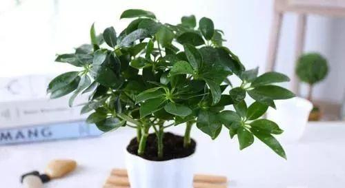 吸甲醛的植物有哪些（盘点10种吸甲醛最好的植物）
