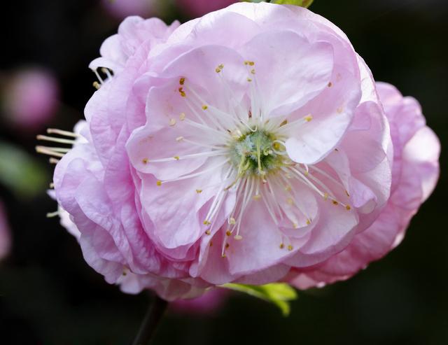 洛陽的市花(中國各市市花一覽表)