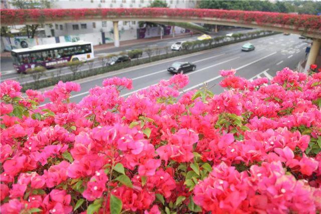 夏荷的花语是什么，越秀是什么颜色的？问花儿~