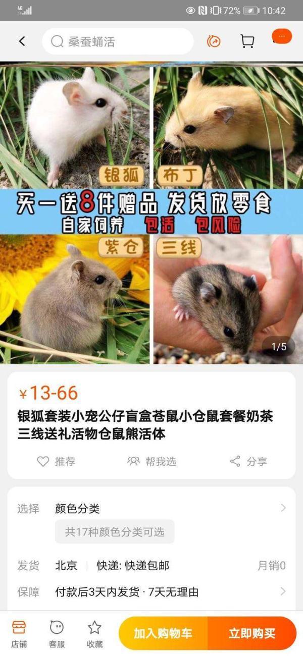 淘宝卖的宠物狗怎么才100元（宠物狗价格低廉的购买指南）