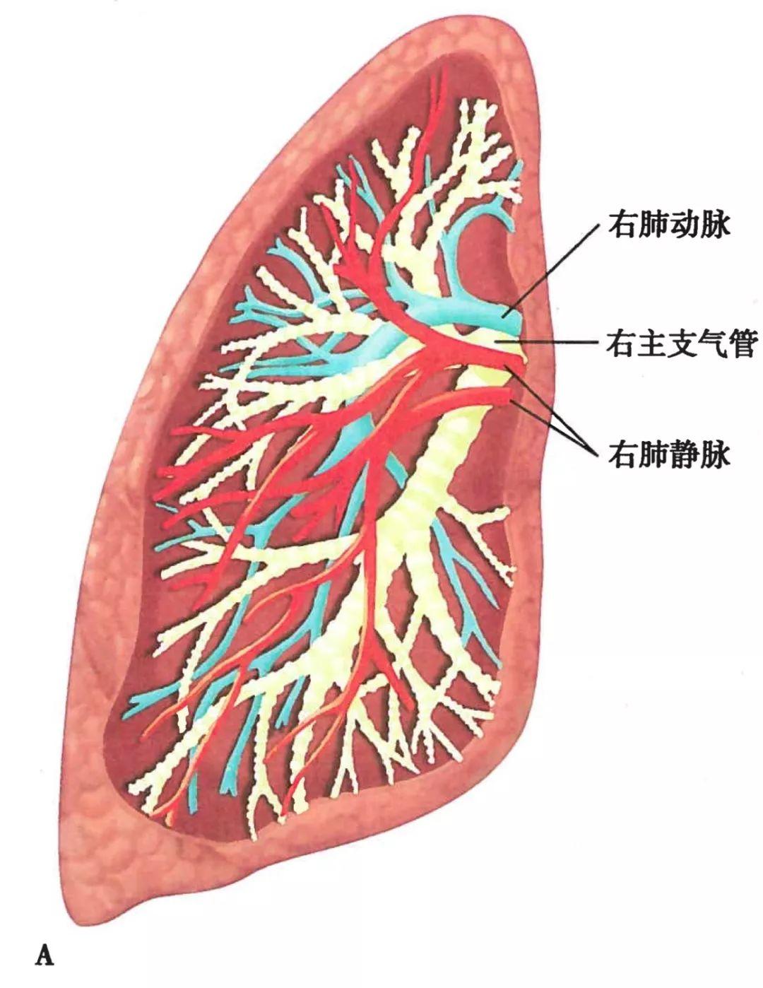 气管和肺的连接处叫什么，哪里是气管（-呼吸科医生得人手一份）