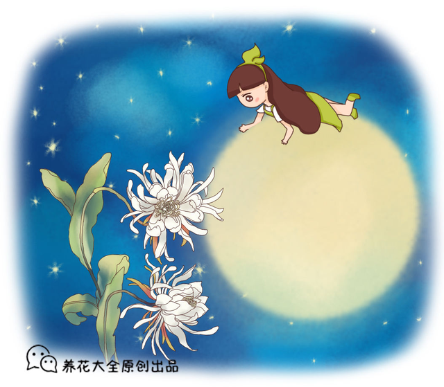夜来香几月开花(夜来香有毒吗对人有害吗)