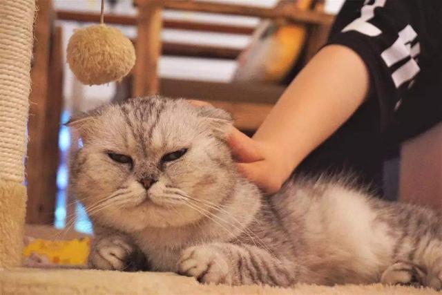 猫咪拉稀什么原因怎么治，猫咪拉稀是什么原因怎么治疗