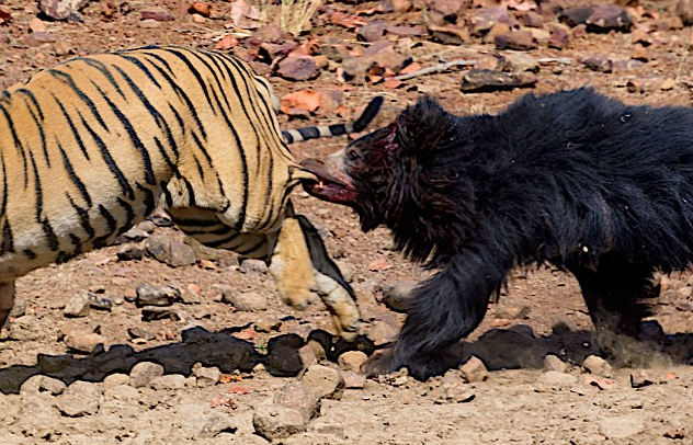 敢和老虎打架的动物（浅谈几种敢主动攻击老虎的动物）