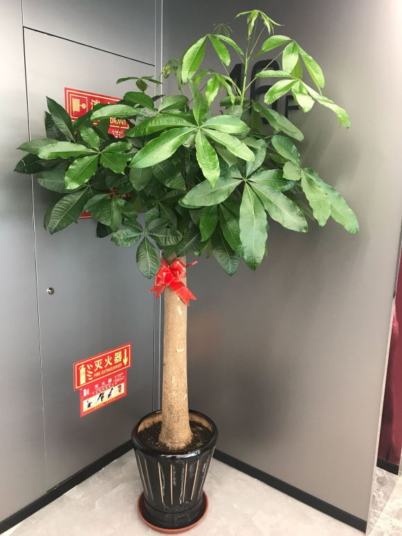 客厅最旺宅的大型植物推荐（九种“旺财”大型的盆栽绿植）