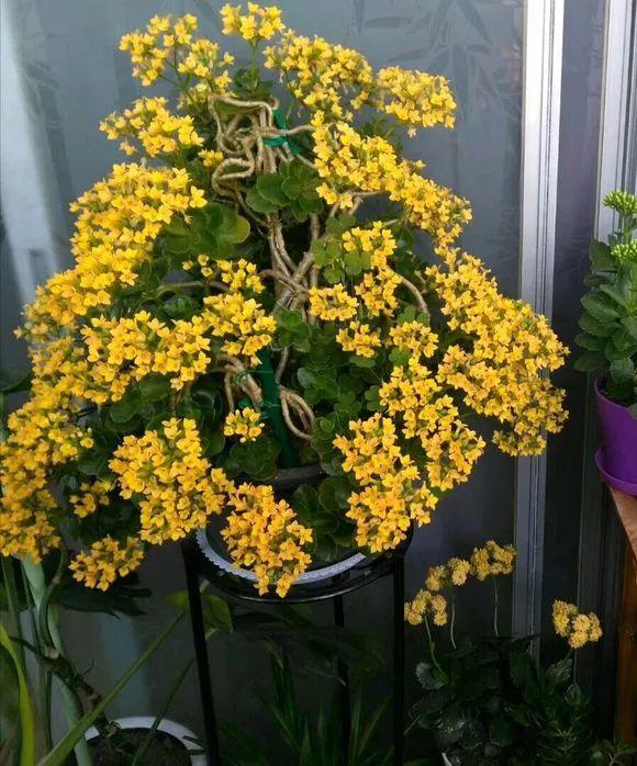 长寿花怎么养才开花（长寿花保姆级养护攻略）