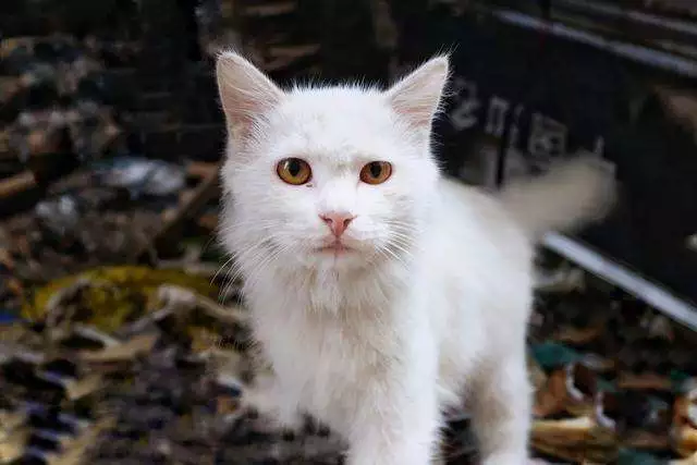 在小区里喂流浪猫不受待见 几年未住的空置房