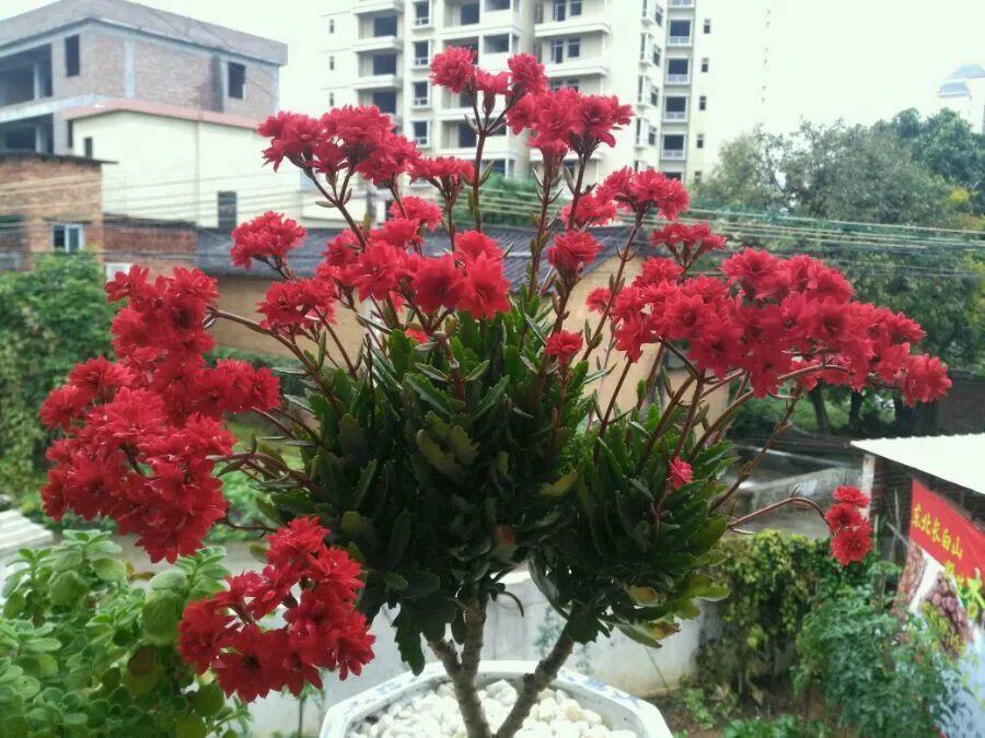 长寿花怎么养才开花（长寿花保姆级养护攻略）