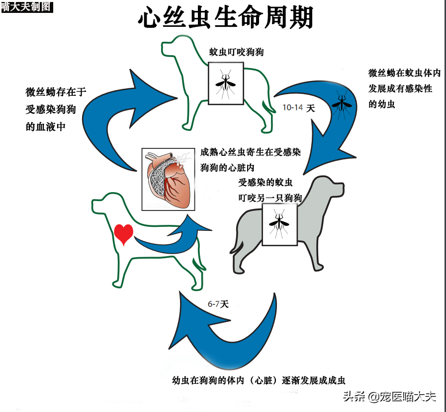 狗狗吐出来心丝虫你需要了解的预防措施（宠物心丝虫病的症状和治疗方法）