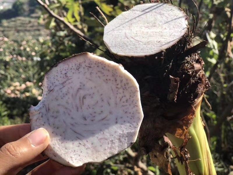 图片[2]-芋头食用价值及2种家常做法-起舞食谱网