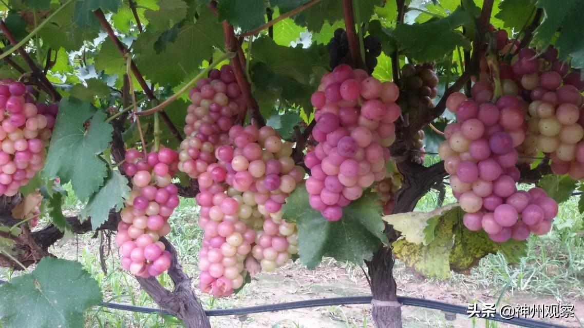 宁波昊隆家电维修 叶县宁秋香耕耘乡风里 巾帼建功