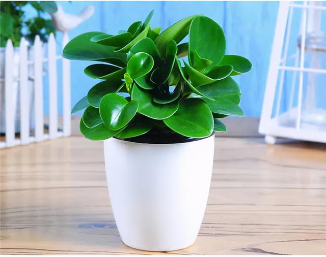 小家碧玉花(植物小家碧玉会开花图片)