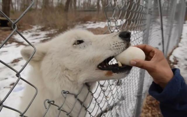 狗狗可以吃蛋黄吗，狗狗可以吃蛋黄吗能够吃多少呢（狗狗摄入蛋黄过量易诱发肾衰）