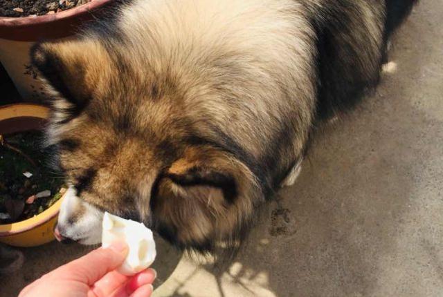 狗狗可以吃蛋黄吗，狗狗可以吃蛋黄吗能够吃多少呢（狗狗摄入蛋黄过量易诱发肾衰）