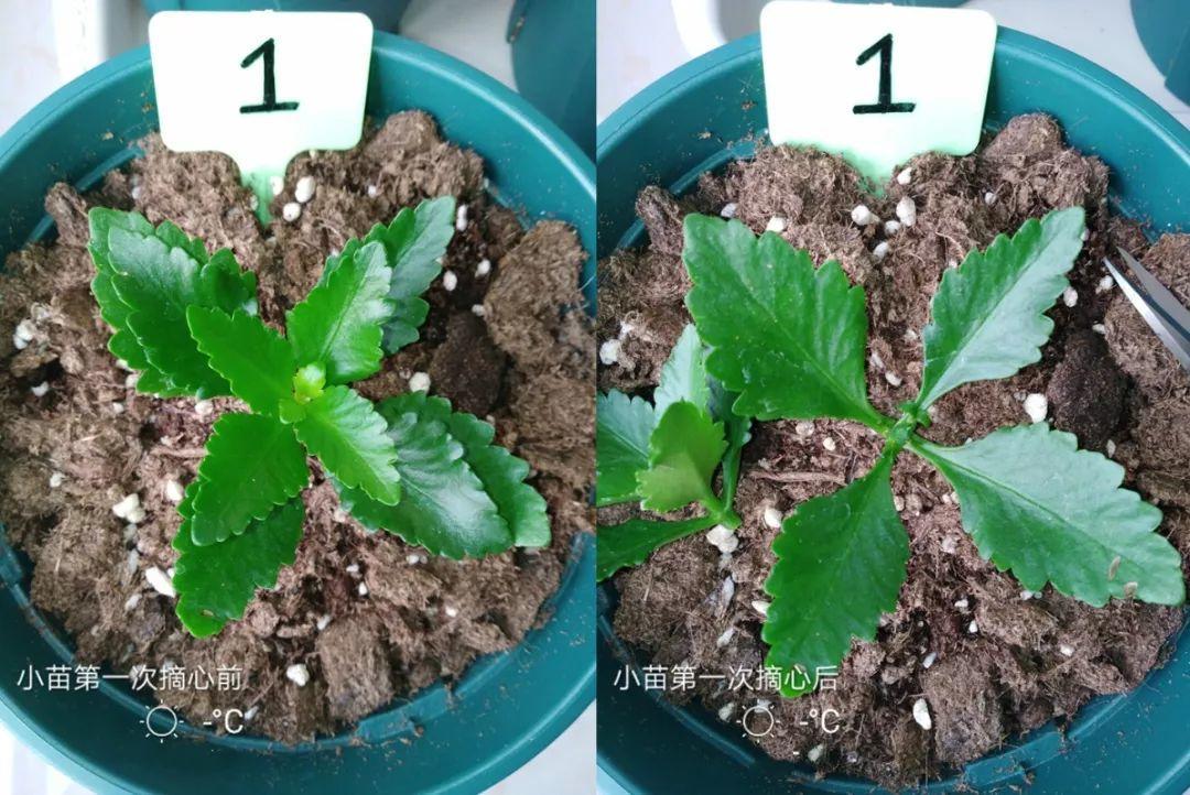 长寿花怎么养才开花（长寿花保姆级养护攻略）