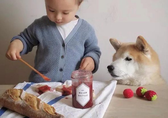 儿童养什么宠物干净小狗（适合儿童的宠物犬品种推荐）