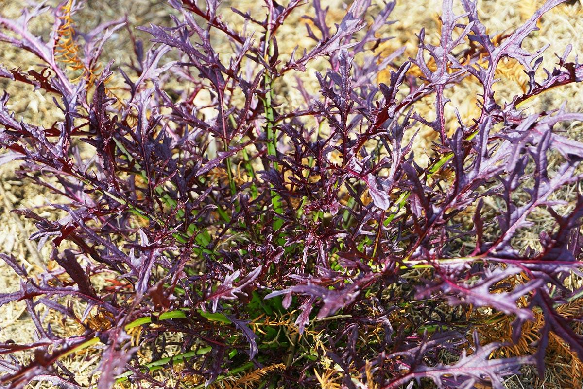 蔬菜沙拉一般用什么蔬菜（适合做沙拉的十种蔬菜品种）