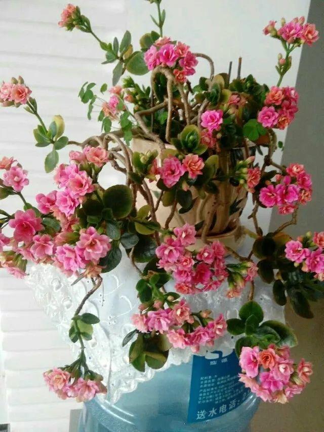 长寿花怎么养才开花（长寿花保姆级养护攻略）