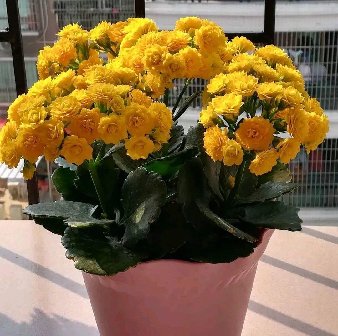 长寿花怎么养才开花（长寿花保姆级养护攻略）