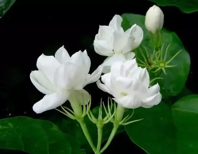 各种花开放的时间（100种常见花的花开时间附图）