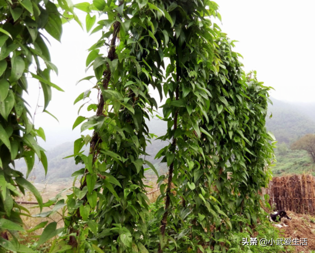 這種薯類作物起源於東南亞,營養比一般薯類豐富,如今被廣泛食用