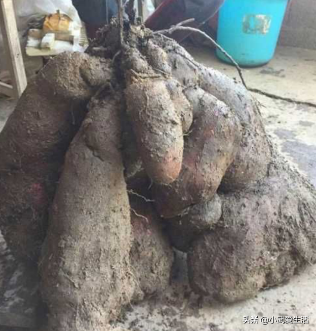 大薯的功效与作用(广东大薯是紫山药吗) - 百科知识网