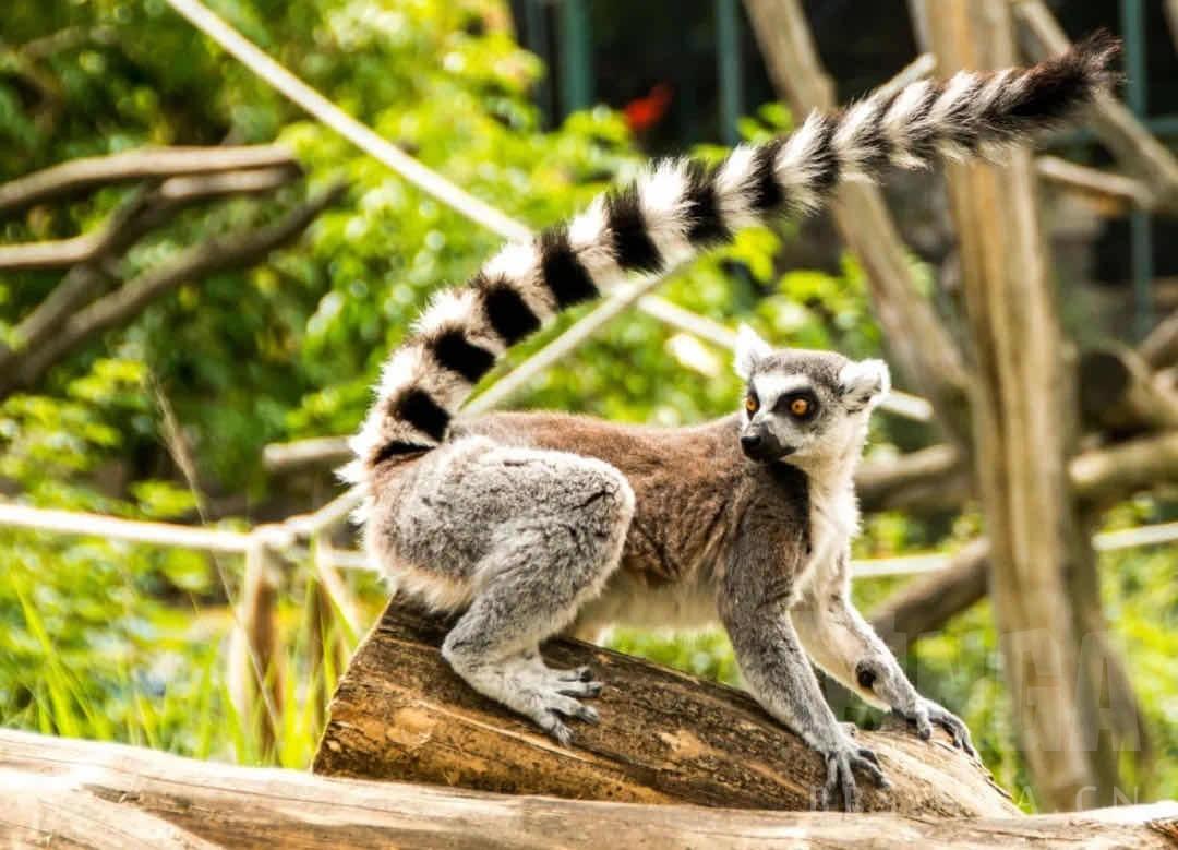 动森稀有小动物(动森稀有小动物排行) - 百科知识网